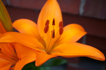 A Quiet, Bright, Warm, and Serene Orange Lily