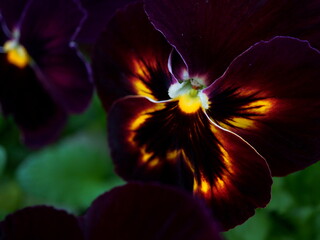 A Dark Violet Pansy Flower with Fiery Orange and Yellow Hightlights in a Serene Setting