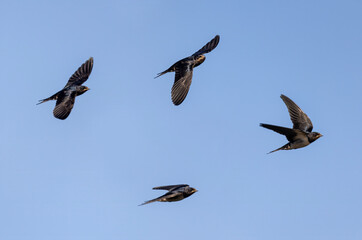 set of barn swallows birds in flight against blue sky