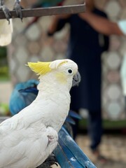 yellow and white parrot, white yellow horn macaw parrot.  Have yellow horn and white feather.