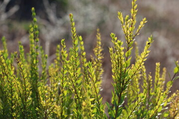 a brunch of Myrtus communis (true myrtle)	
