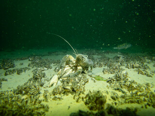 Big Crayfish in a lake in Switzerland