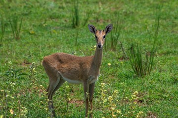 Obraz premium Dik Dik Antelope in the grassland of the Murchison falls national park in Uganda