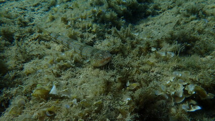 Bluestripe lizardfish or lizard fish (Synodus saurus) undersea, Aegean Sea, Greece, Alonissos island, Chrisi Milia beach