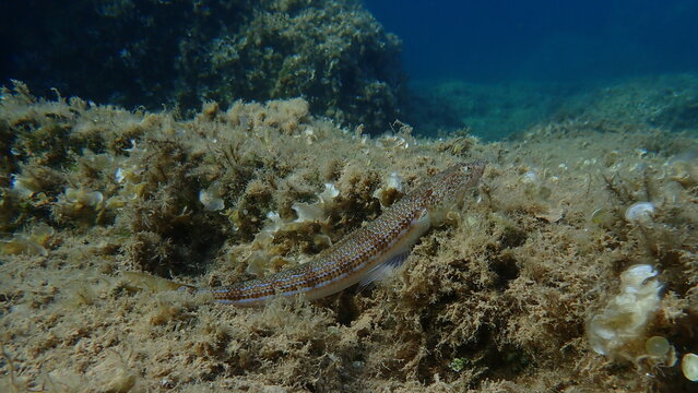 Bluestripe lizardfish or lizard fish (Synodus saurus) undersea, Aegean Sea, Greece, Alonissos island, Chrisi Milia beach