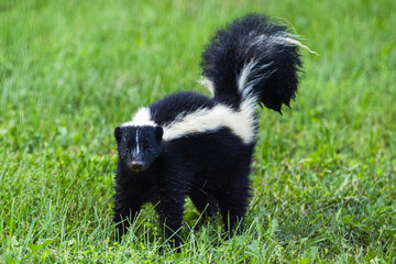 Young skunk is startled and stands ready to defend itself