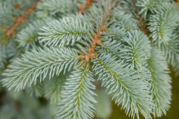 Blue spruce branch close-up. Spruce branch as a background.