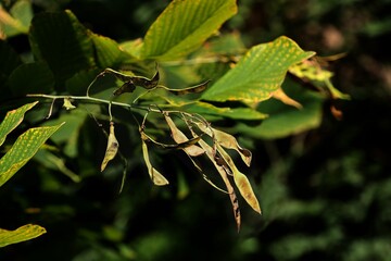 Cladrastis Lutea tree with green foliage and  husks seeds