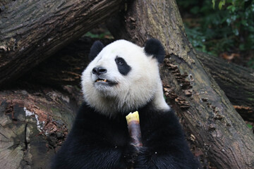 Obraz premium Nice pose of female panda, Miao Miao, Chengdu