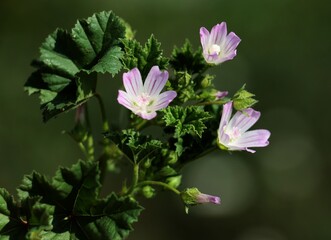 pink flowers of Malva neglecta close up