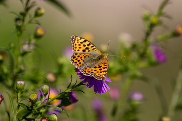 A Queen of Spain fritillary (Issoria lathonia), resting on Michaelmas daisies (Aster).