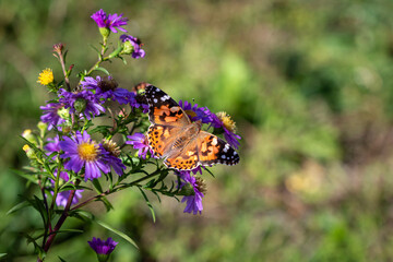 A Painted lady (Vanessa cardui) butterfly on Michaelmas daisies (Aster).