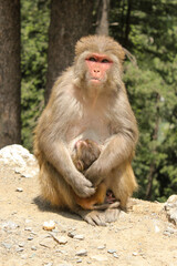 Mother's Love I monkey warmly hug her monkey child