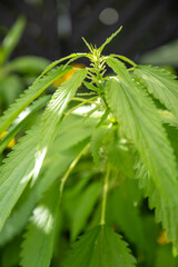 Close up of Fresh Nettle Plant