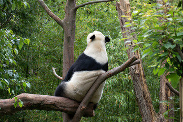 Obraz premium Female Panda, Rui Rui, Wolong Panda Base