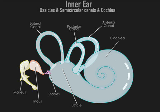 Inner ear, ossicles, cochlea. semicircular canals. Colored malleus, hammer, incus, anvil, and stapes, stirrup. Anterior, posterior, lateral, bony labyrinth. Drk back, Vector illustration