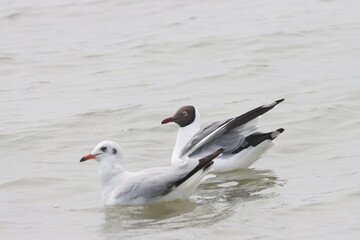 This photograph features a Brown-headed Gull in flight over the coastal waters of Odisha. With its distinctive brown head and white body, the gull gracefully soars above the ocean, 