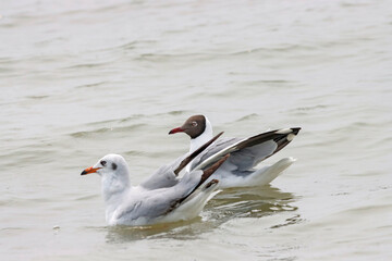 This photograph features a Brown-headed Gull in flight over the coastal waters of Odisha. With its distinctive brown head and white body, the gull gracefully soars above the ocean, 
