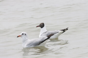 This photograph features a Brown-headed Gull in flight over the coastal waters of Odisha. With its distinctive brown head and white body, the gull gracefully soars above the ocean, 