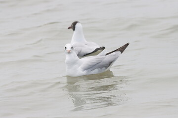 This photograph features a Brown-headed Gull in flight over the coastal waters of Odisha. With its distinctive brown head and white body, the gull gracefully soars above the ocean, 