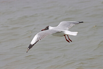 This photograph features a Brown-headed Gull in flight over the coastal waters of Odisha. With its distinctive brown head and white body, the gull gracefully soars above the ocean, 