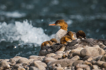 Merganser ducks (mergus merganser) resting on a rock island at dusk in the middle of the Sanake River, Wyoming, USA. © Marco