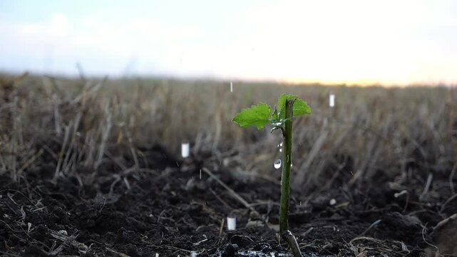 Drops water fall on leaves during pouring planted green sprout into ground soil at meadow. Caring for small seedling during drought at sunset. Concept of agricultural business. Close up Slow motion