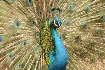 Fototapeta premium Majestic Blue Peacock with Open Feathers