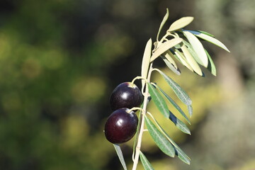 olive branch with black olives