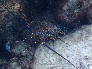 Langosta del pacifico