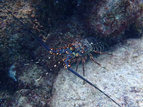 Langosta del pacifico