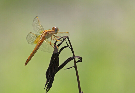 libellula gialla (Crocothemis erythraea, femmina)