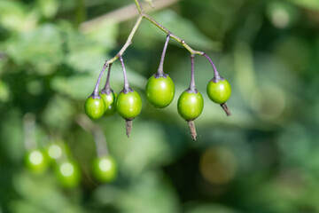 Bittersweet nightshade (solanum dulcamara) berries