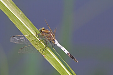 grande libellula azzurra (Orthetrum cancellatum)