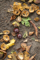 Autumn chestnuts and fallen leaves on the ground in a park during fall season. Concept of nature's seasonal cycle, natural beauty, and environmental changes