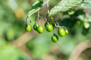 Bittersweet nightshade (solanum dulcamara) berries