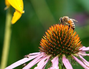 A Honey Bee Sipping Nectar from a Coneflower