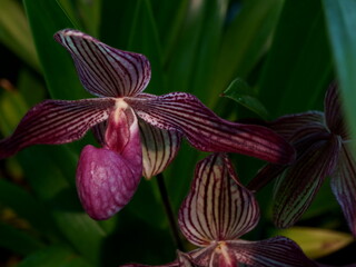 A Purple, White, and Yellow Striped Orchid in a Serene Setting