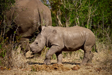 Fototapeta premium A baby white rhino, also known as a calf, is an incredibly adorable and curious creature. Born after a gestation period of about 16 to 18 months, a white rhino calf weighs between 40-65KG 