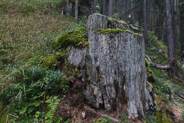 tronco morto, muschio e sottobosco in una foresta di larici