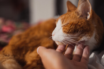 orange cat being pet