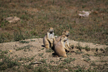 Fototapeta premium three prairie dogs looking into the distance