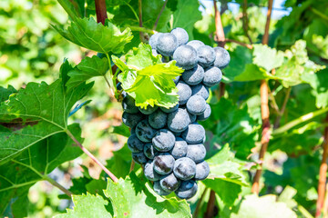 Large bunche of red wine grapes in summer vineyard.