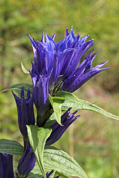 fiori blu di asclepiade (Gentiana asclepiadea)