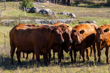 Brown Cows Grazing in a Field