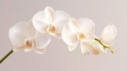 Delicate Cream Orchid Macro Close-up with Subtle Blush and Smooth Petals - Ultra-Realistic Floral Beauty