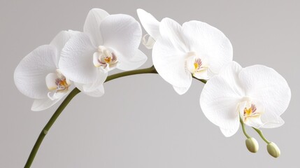 Obraz premium Elegant White Orchid Blossom in Lavender Hue - Macro Shot with Detailed Petals and Romantic Vibes