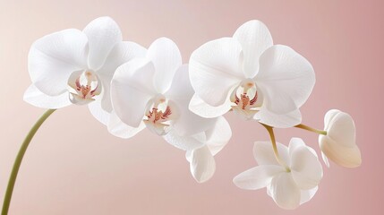 Serene Beauty - Detailed Close-Up of Elegant White Orchid with Subtle Pink Tones and Delicate Petals, Ultra-Realistic Macro Shot