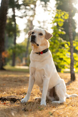 Labrador retriever dog sitting in nature looking away