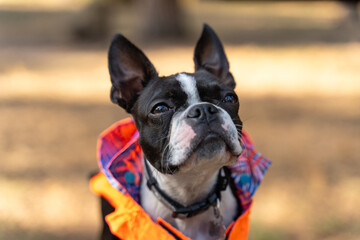 Fototapeta premium Boston terrier dog wearing orange jacket looking away